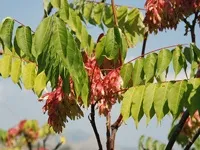 Листяні дерева, листяні породи дерев фото і назви (назви листяних дерев) Листяні дерева, листяні породи дерев фото і назви