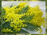 Листяні дерева, листяні породи дерев фото і назви (листяні породи дерев) Листяні дерева, листяні породи дерев фото і назви