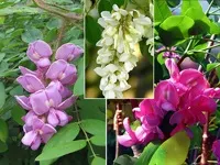 Листяні дерева, листяні породи дерев фото і назви (породи) Листяні дерева, листяні породи дерев фото і назви