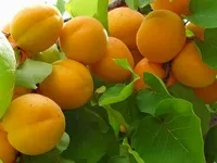 Листяні дерева, листяні породи дерев фото і назви (листяні породи дерев) Листяні дерева, листяні породи дерев фото і назви