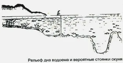 Ловля великого окуня