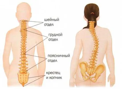 Лордоз, кіфоз і сколіоз причини, симптоми, лікування, meddoc (лордоз) Лордоз, кіфоз і сколіоз причини, симптоми, лікування, meddoc