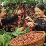 Марагоджип кави