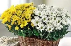 Магічні властивості кімнатних квітів, все про квіти (магія кімнатних квітів) Магічні властивості кімнатних квітів, все про квіти
