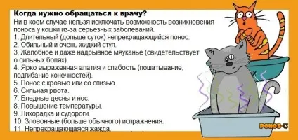 Makadami - розплідник мейн-кунів, коли у кішки діарея (кошенята мейн кун Київ) Makadami - розплідник мейн-кунів, коли у кішки діарея