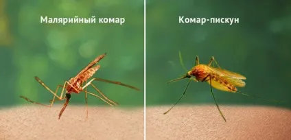 Малярійний комар 1
