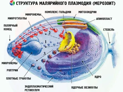 Малярійний комар 1