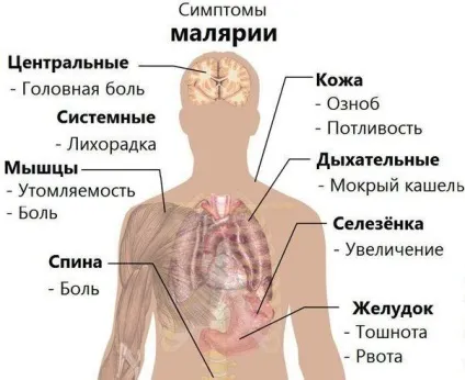 Малярійний комар 1