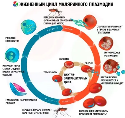 Малярійний комар 1