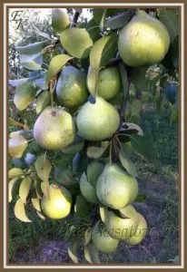 Користь груші для організму людини (організму) Користь груші для організму людини
