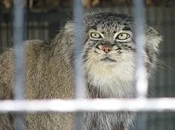 Погладь кота - це