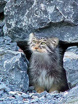Погладь кота - це