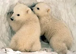 Полярний ведмідь, білий ведмідь (ursus maritimus), соціальна структура білих ведмедів, (maritimus) Полярний ведмідь, білий ведмідь (ursus maritimus), соціальна структура білих ведмедів,