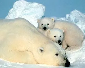 Полярний ведмідь, білий ведмідь (ursus maritimus), соціальна структура білих ведмедів, (maritimus) Полярний ведмідь, білий ведмідь (ursus maritimus), соціальна структура білих ведмедів,