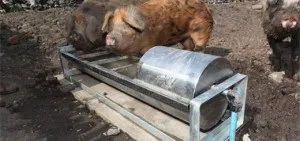 Поїлки для свиней своїми руками - креслення, фото і відео збірки (поїлка свиня своїми руками фото креслення відео) Поїлки для свиней своїми руками - креслення, фото і відео збірки