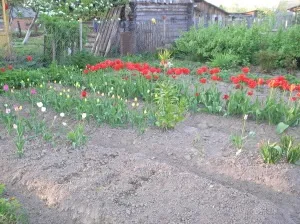 Користь дощових черв'яків для грунту, мамині шпаргалочкі (дощових черв'яків грунту) Користь дощових черв'яків для грунту, мамині шпаргалочкі