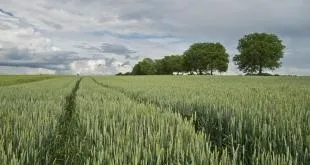 Корисні властивості перлової крупи