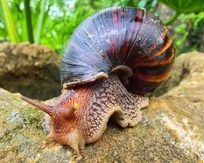 Користь равликів infosfera
