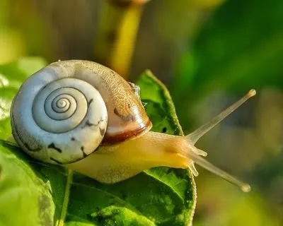 Користь равликів infosfera