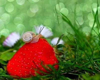 Користь равликів infosfera
