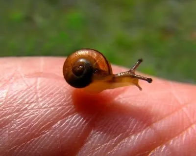 Користь равликів infosfera