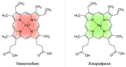 Отримання хлорофілу в домашніх умовах