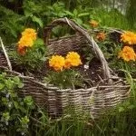 Як правильно посадити чорнобривці насінням, розсадою, день дачника (посадити) Як правильно посадити чорнобривці насінням, розсадою, день дачника