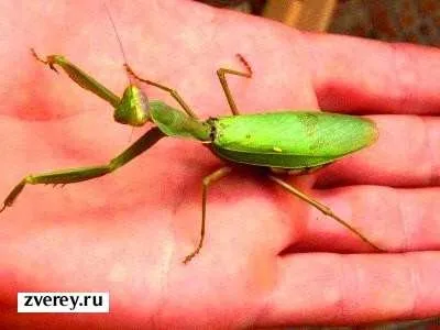 Як правильно доглядати за богомолами в домашніх умовах (фото богомола) Як правильно доглядати за богомолами в домашніх умовах