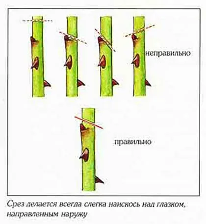 Як правильно відрізати