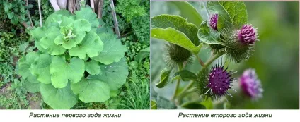 Як правильно збирати лікарські рослини для волосся - все про волосся - каталог статей - (інші лікарські рослини) Як правильно збирати лікарські рослини для волосся - все про волосся - каталог статей -