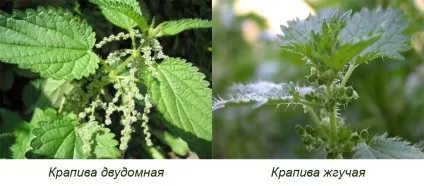 Як правильно збирати лікарські рослини для волосся - все про волосся - каталог статей - (лікарські) Як правильно збирати лікарські рослини для волосся - все про волосся - каталог статей -