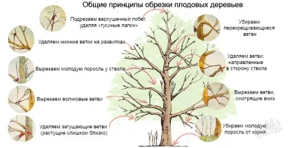 Як правильно відрізати