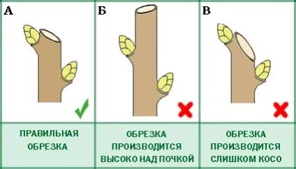 Як правильно відрізати
