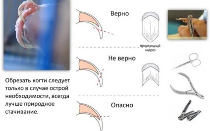 Як правильно відрізати
