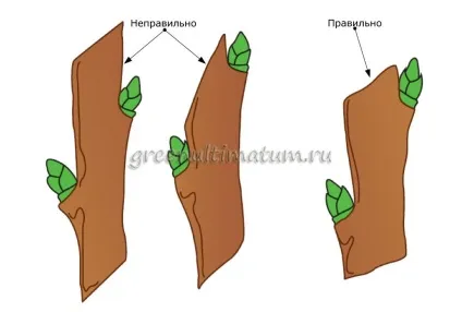 Як правильно відрізати