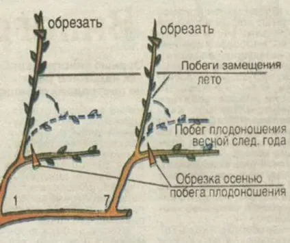 Як правильно відрізати