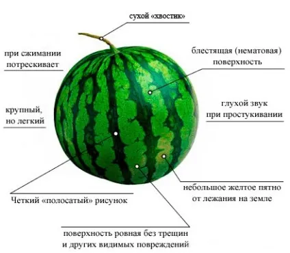 Як правильно вибрати кавун, продукти харчування! (Потрібно звернути увагу) Як правильно вибрати кавун, продукти харчування!