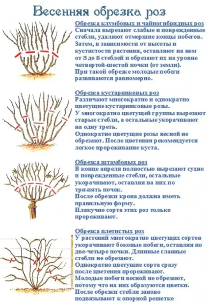 Як правильно відрізати