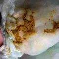 Масаж при кривошиї у немовлят відео і рекомендації, розвиток малюка (кривошиєві) Масаж при кривошиї у немовлят відео і рекомендації, розвиток малюка