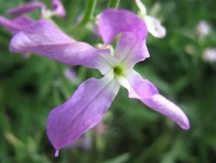 Матіола дворога особливості, посадка і догляд (догляд) Матіола дворога особливості, посадка і догляд