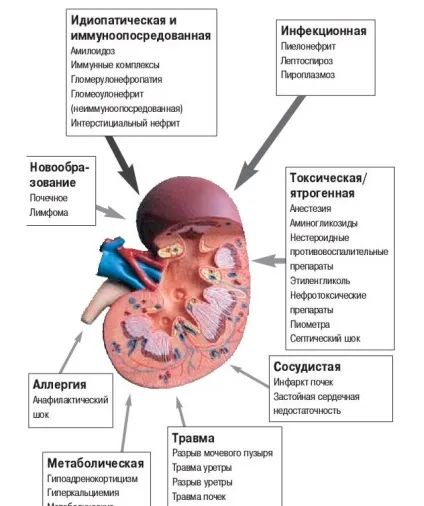 Мед при нирковій недостатності і хвороби нирок (нирковою) Мед при нирковій недостатності і хвороби нирок