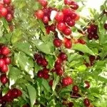 Міна лопатева - домашні квіти (лопатева) Міна лопатева - домашні квіти