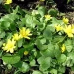 Міна лопатева - домашні квіти (міна) Міна лопатева - домашні квіти