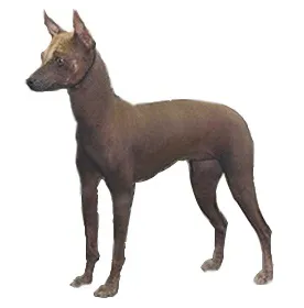 Мексиканський голий собака (xoloitzcuintle) - портал для собаківників і любителів собак (собак) Мексиканський голий собака (xoloitzcuintle) - портал для собаківників і любителів собак