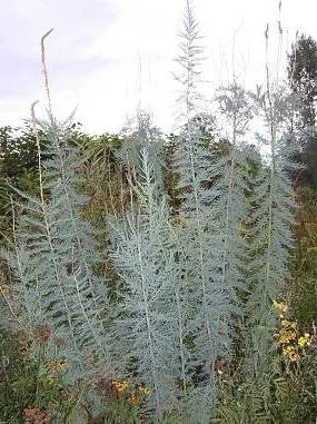 Мірікарія лісохвостніковая посадка і догляд (myricaria alopecuroides) (мірікарія) Мірікарія лісохвостніковая посадка і догляд (myricaria alopecuroides)