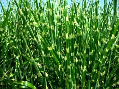 Міскантус посадка і догляд у відкритому грунті добриво розмноження (догляд) Міскантус посадка і догляд у відкритому грунті добриво розмноження