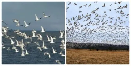 Міграція птахів прості відповіді на складні питання (птахів) Міграція птахів прості відповіді на складні питання