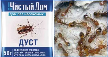 Дрібні мурашки в квартирі як можна позбутися і профілактика (квартирі) Дрібні мурашки в квартирі як можна позбутися і профілактика