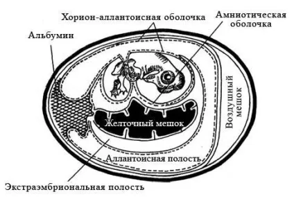 Методи виділення, культивування та ідентифікації вірусів - студопедія (виділення) Методи виділення, культивування та ідентифікації вірусів - студопедія