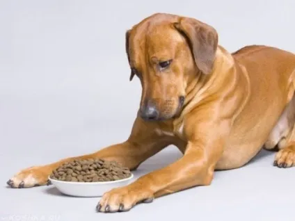 Метеоризм у собак причини і лікування, що це